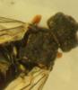 Dolerus sp.